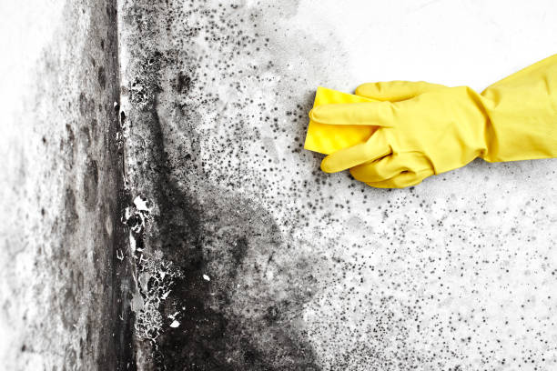 Professional Mold Remediation in Findlay, OH